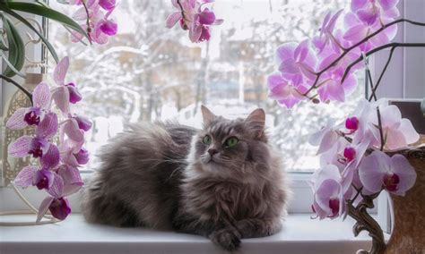 Before kitty chews something fatal, check this list of plants to avoid and get rid of them. Are Orchids Poisonous to Cats? | Brilliant Orchids