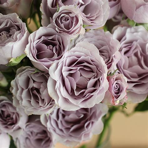 Nirvana Lavender Purple Spray Roses Wholesale Fiftyflowers