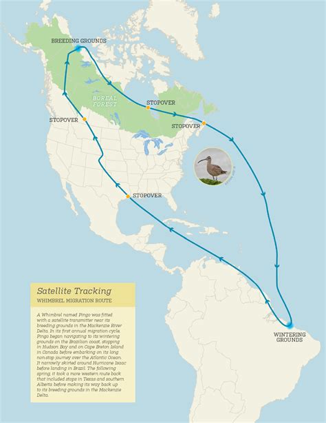 Satellite Tracking Migration Map Boreal Songbird Initiative