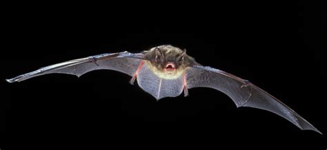 The White Nose Mystery A Silent Killer Of Bats