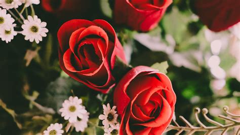 If you are a romantic person you will definitely love these lovely colorful roses that will decorate your smartphone screen in the cutest way! Red Roses Wallpaper - iPhone, Android & Desktop Backgrounds