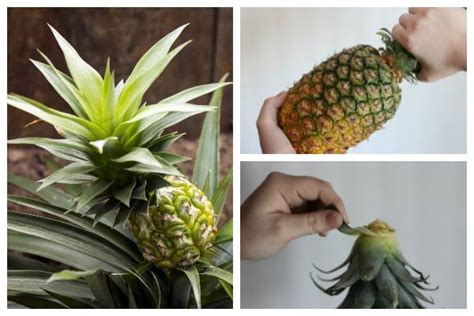 Instructables House How To Grow A Pineapple