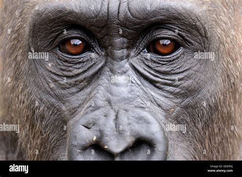 Gorilla Eyes Hi Res Stock Photography And Images Alamy