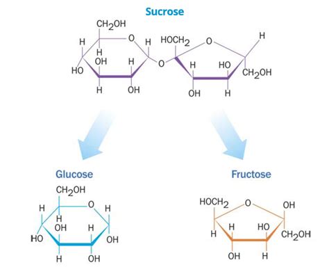 Sucroseintoglucosefructose Csid Disease Information Congenital