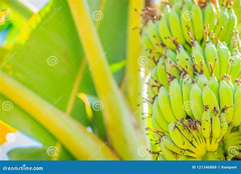 Organic Young Green Banana Fruits On Tree With Sunshine In The Sunny