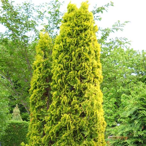 Thuja Pyramidalis Aurea White Cedar Conifer Evergreen Garden Plant