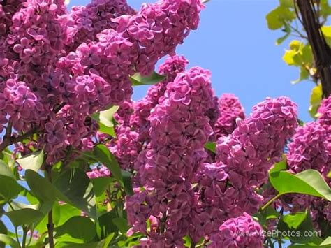 Maiden Blush Pink ~ Pink Lilacs Hulda Klager Lilac Gardens Waldo Harvey