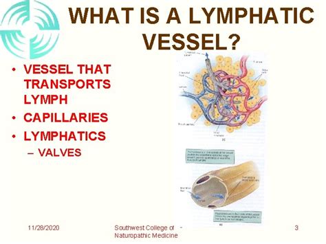 Lymphatics Of The Upper Extremity What Is Lymph