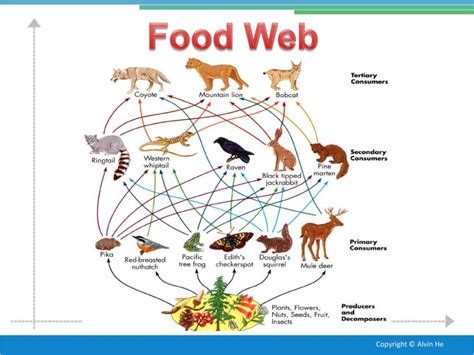 Food Web For Temperate Deciduous Forests Google Search