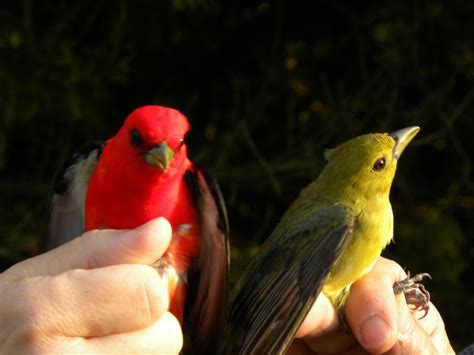 Scarlet Tanagers My Bird Of The Day