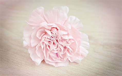 2880x1800 Pink Flower Carnation Blossom Macbook Pro Retina Hd 4k