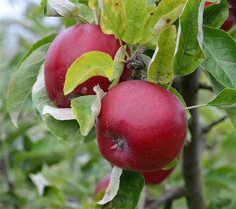 Apple Trees — Sunnyside Nursery