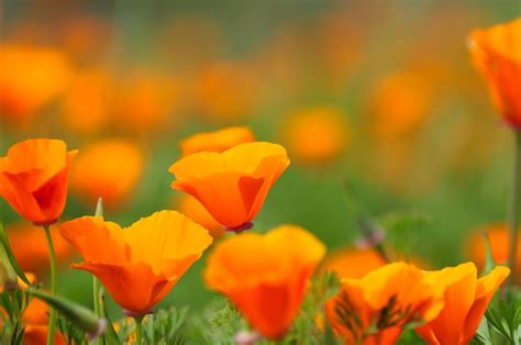 Pictures Of Plants With Orange Flowers