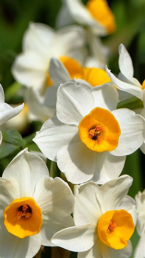 Daffodil Flowers Images Hd Wallpapers Beautiful Images Hd Flowers