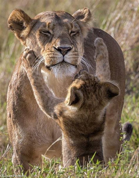 Lions Lioness And Cub 02 End Trophy Hunting Now
