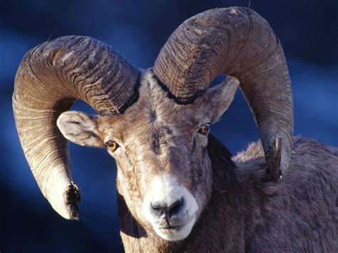 But i would go a step further since aries is not just any ordinary being. Ram Animal Meaning and Symbolism | Spirit Animals