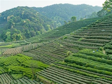 Meijiawu Tea Plantation Hangzhou A Village Of Longjing Tea