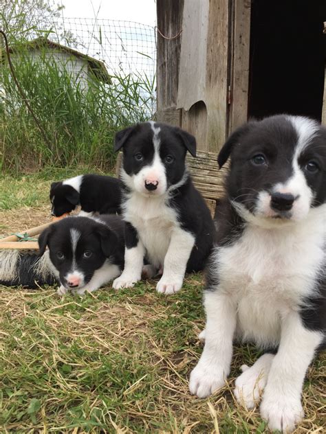 Border Collie Puppies For Sale Ferndale Wa 218271
