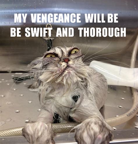 Bath Kitty Plots Revenge Meme Guy