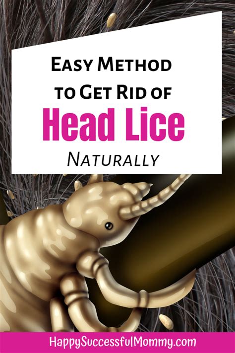 Lice Everything You Need To Know And How To Prevent It Artofit