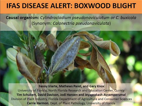 Pest Alert Boxwood Blight Newsletters