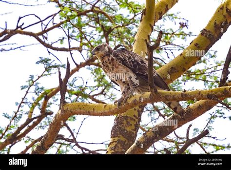 African Crowned Eagle Hi Res Stock Photography And Images Alamy