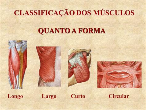 ClassificaÇÃodosmÚsculos Anatomia Sistêmica
