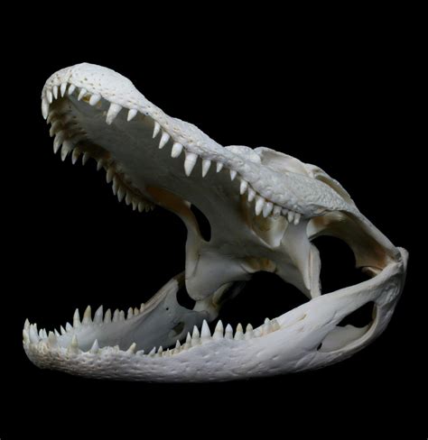 Alligator Skull With Open Mouth Animal Skeletons Animal Bones Skull