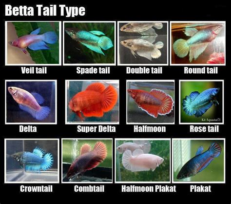 Female Betta Tail Types My Aquarium Pinterest Betta