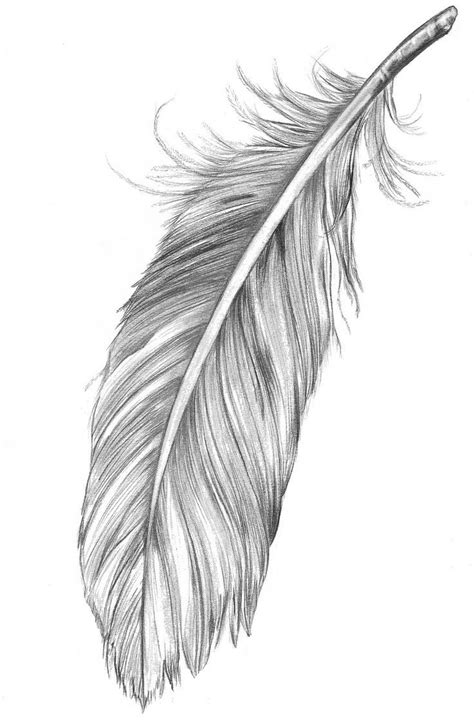 Feather Tattoo Drawing Feather Sketch Feather Tattoo Design Feather