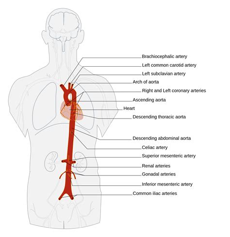 Branches Of Aorta Anatomy