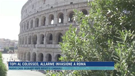 Topi Al Colosseo Allarme Invasione A Roma Morning News Video