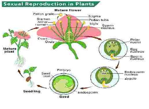 Sexual Reproduction In Plants Icse Class Th Goyal Brothers Biology