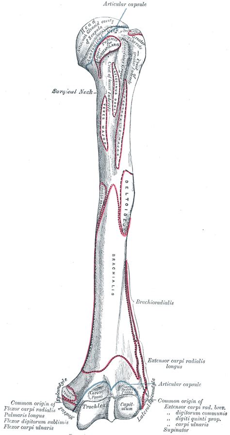 Anatomy Shoulder And Upper Limb Forearm Muscles Statpearls Ncbi