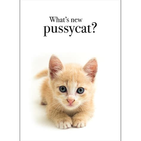 M108 Whats New Pussycat Animal Greeting Card Affirmations