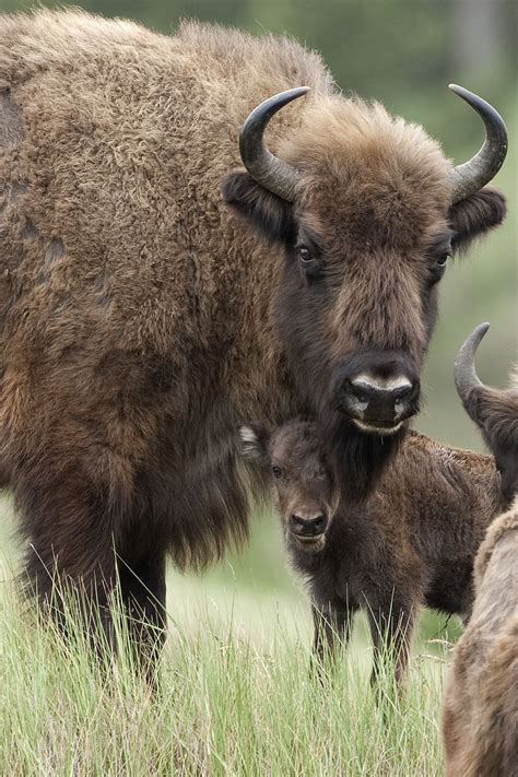 (a member of the genus bison): Duinplantjes profiteren van wisent - NRC