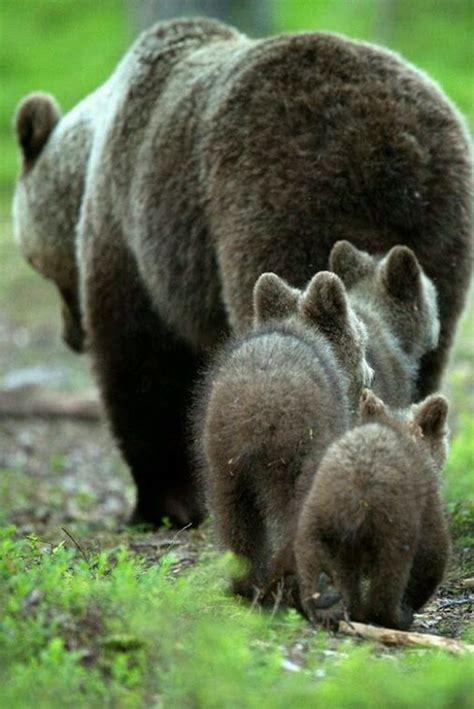 30 Cute Baby Animals Pictures Following Their Moms Tail