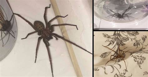 This Crawled Over My Naked Back Last Night YOUR Horror Stories Of GIANT SEX STARVED SPIDER