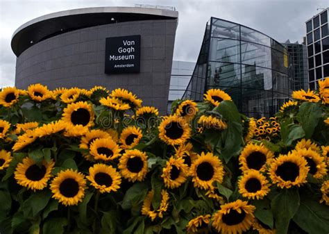 Słoneczniki I Van Gogh Muzeum Zdjęcie Stock Editorial Obraz Złożonej