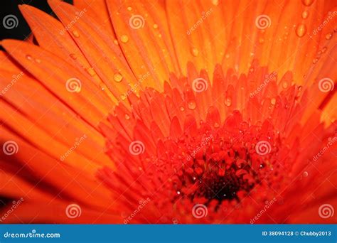 Orange Flower Macro Water Drops Stock Photo Image Of Macro Petal