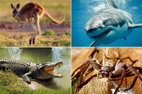 They have been regarded as one of the most dangerous animals in the world. Australia's deadliest ANIMAL revealed - and it will ...