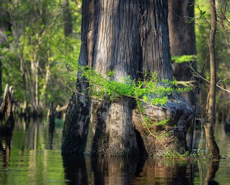 Bald Cypress Trees Older Than Christianity Found In North