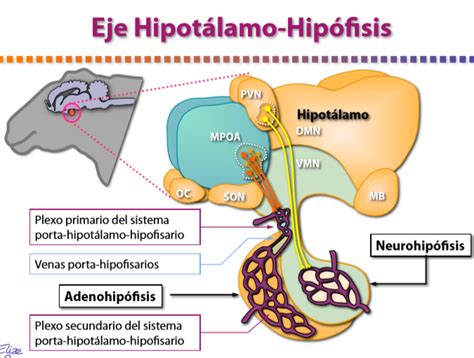 Eje Hipotal Mico Hipofisario Gonadal En He Mind Map