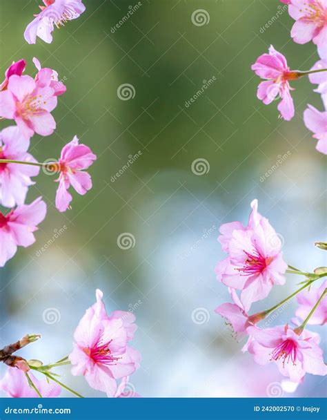 Beautiful Cherry Blossoms Sakura Tree Bloom In Spring Over The Garden