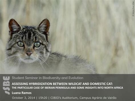 Assessing Hybridization Between Wildcat And Domestic Cat The