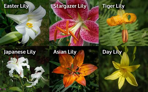 What Lily Is Poisonous To Cats Cats Ghy