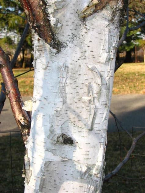 This is one of many trees, shrubs, and perennials commonly used in minnesota landscape design. Betula papyrifera 'Renci' Renaissance Reflection ...
