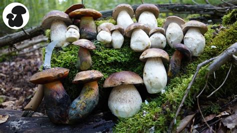 Wunderschöne Steinpilze Pilze sammeln mit Glücksgefühlen YouTube