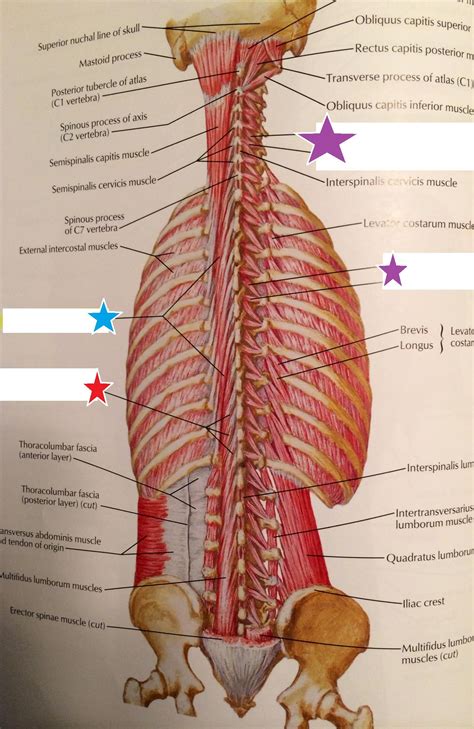 See more ideas about massage therapy, back pain the muscles of the pelvis, hip and buttock anatomical chart shows how each muscle in this area of the body works with the others, and the. Back & Spine & Upper Limb - Physical Therapy 310 with ...