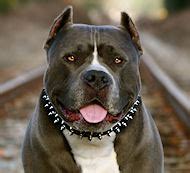 «джентл пит кеннелс», казахстан, г. Amerikanischer Pitbull Halsbänder - Haltbare & Schöne ...